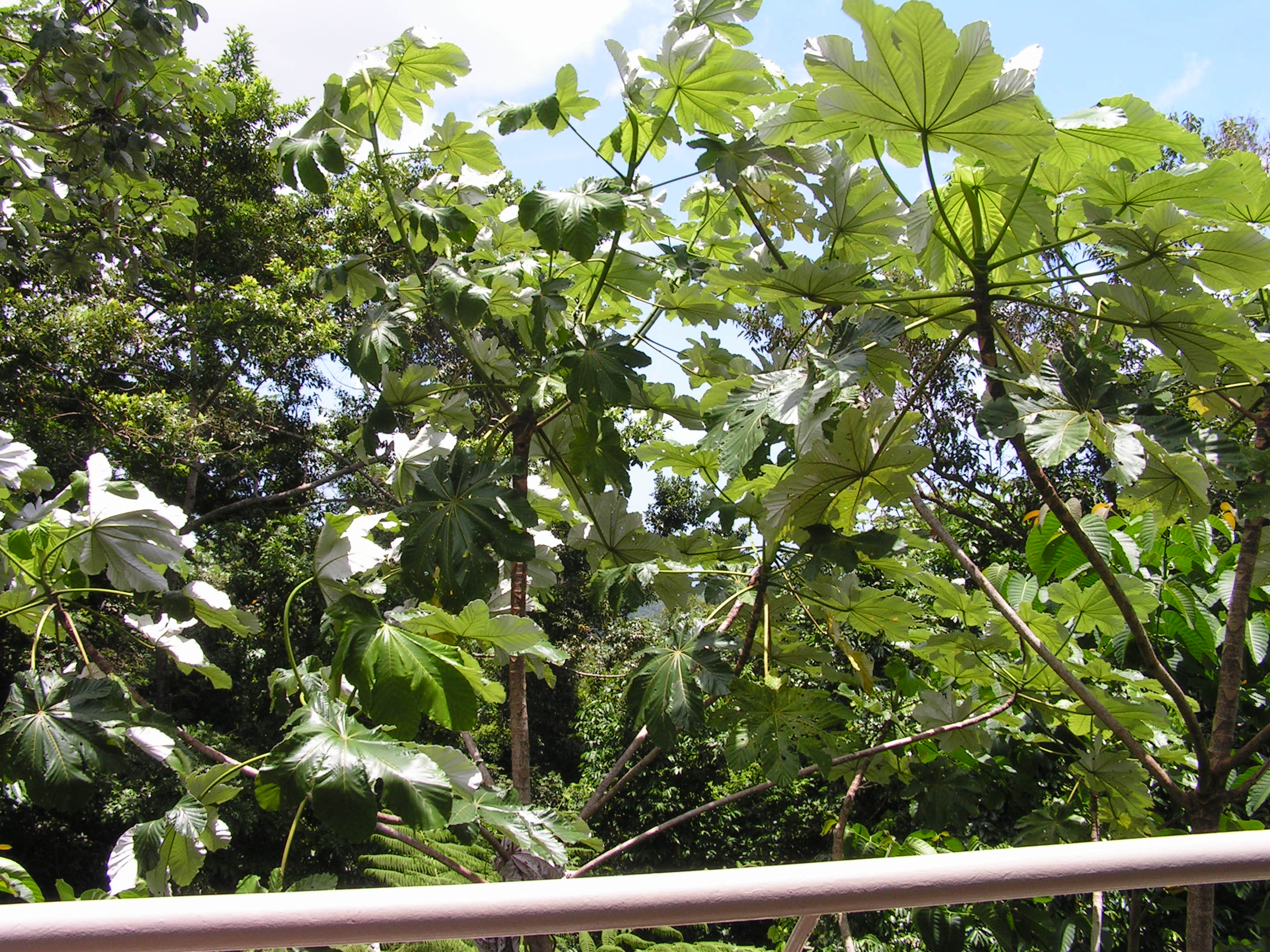 ./2005/Puerto Rico/Part 1/PICT0048.JPG